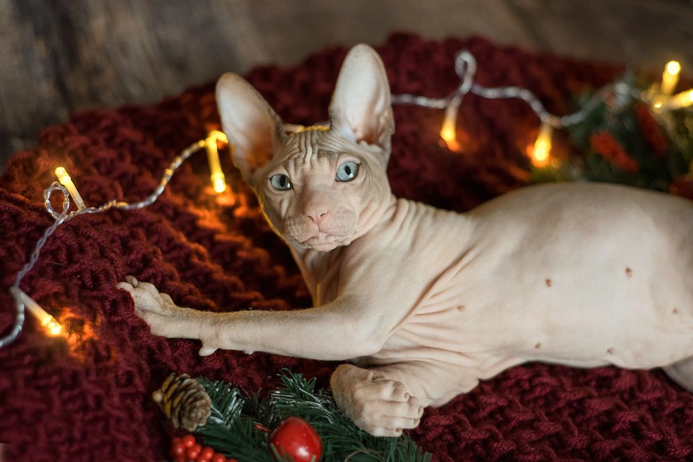 Photograph by Angelina Myasina