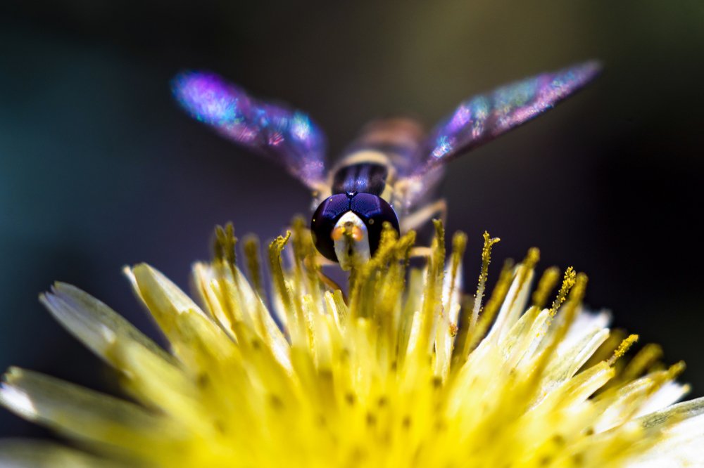 Photograph by Hamid Jamshidian