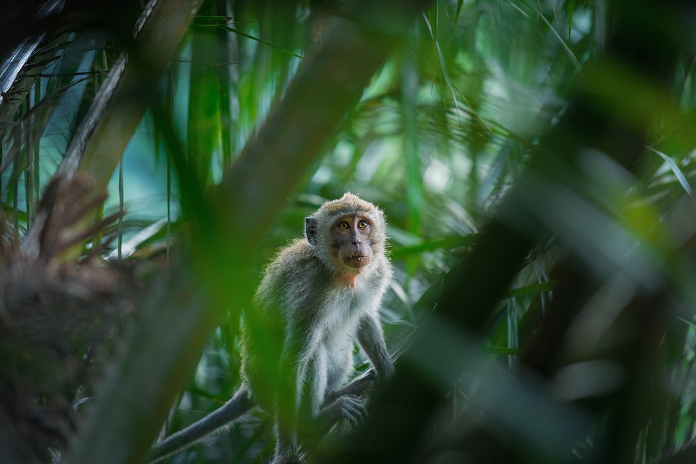 Макаки острова Бали.