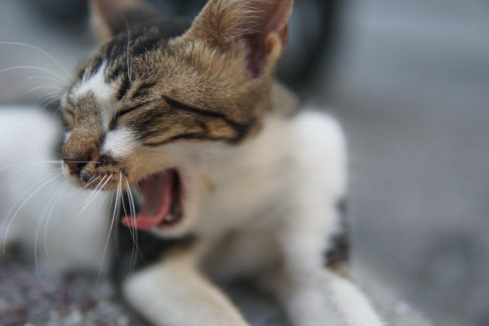 Photograph by Dzianis Mizhui