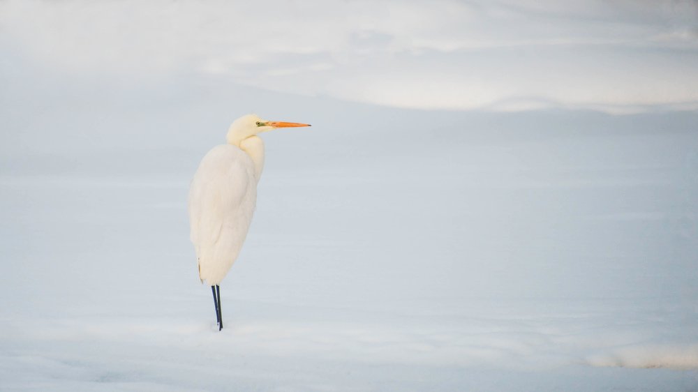 Большая белая цапля