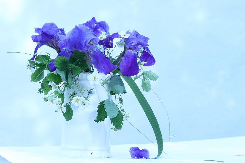 цветы на голубом фоне