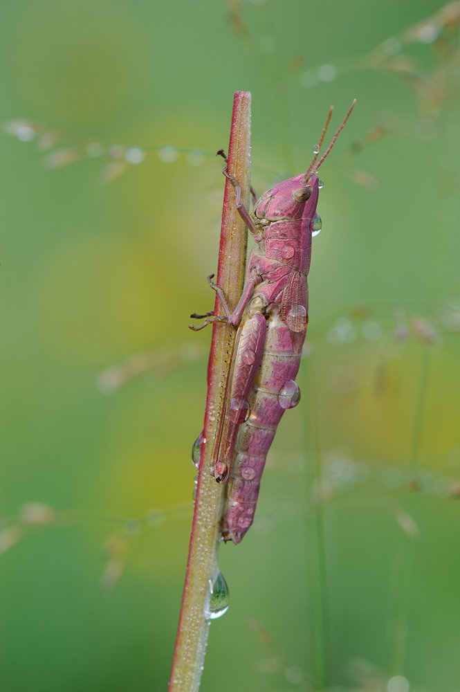 Розовые сны.