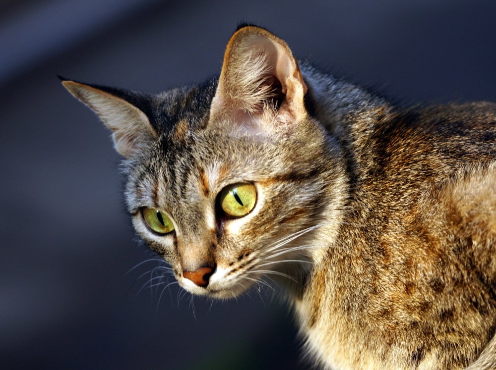 Кошка-Дашка