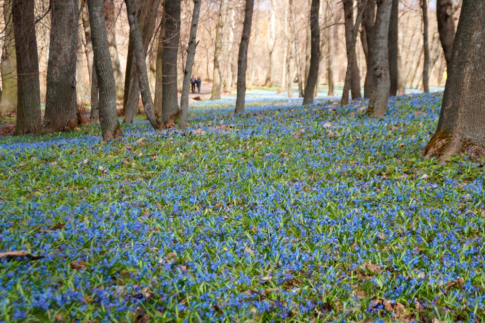 Первоцветы