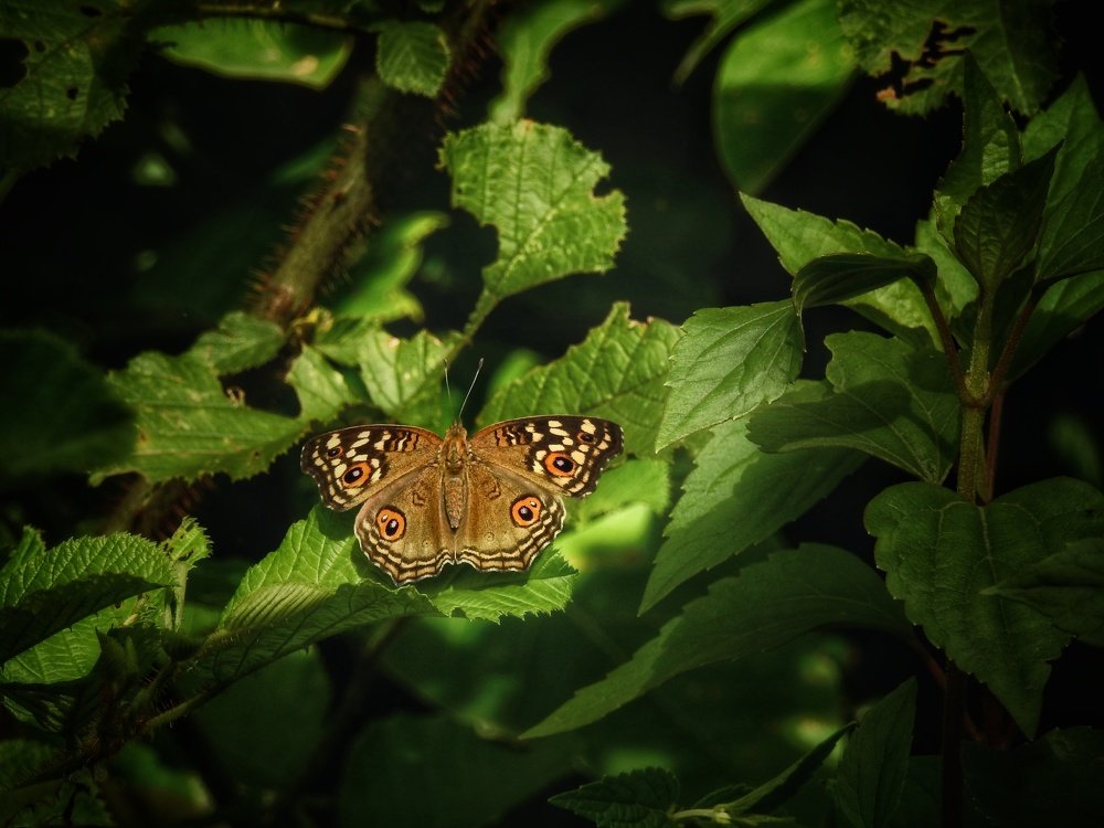 Photograph by Saket Shrouti