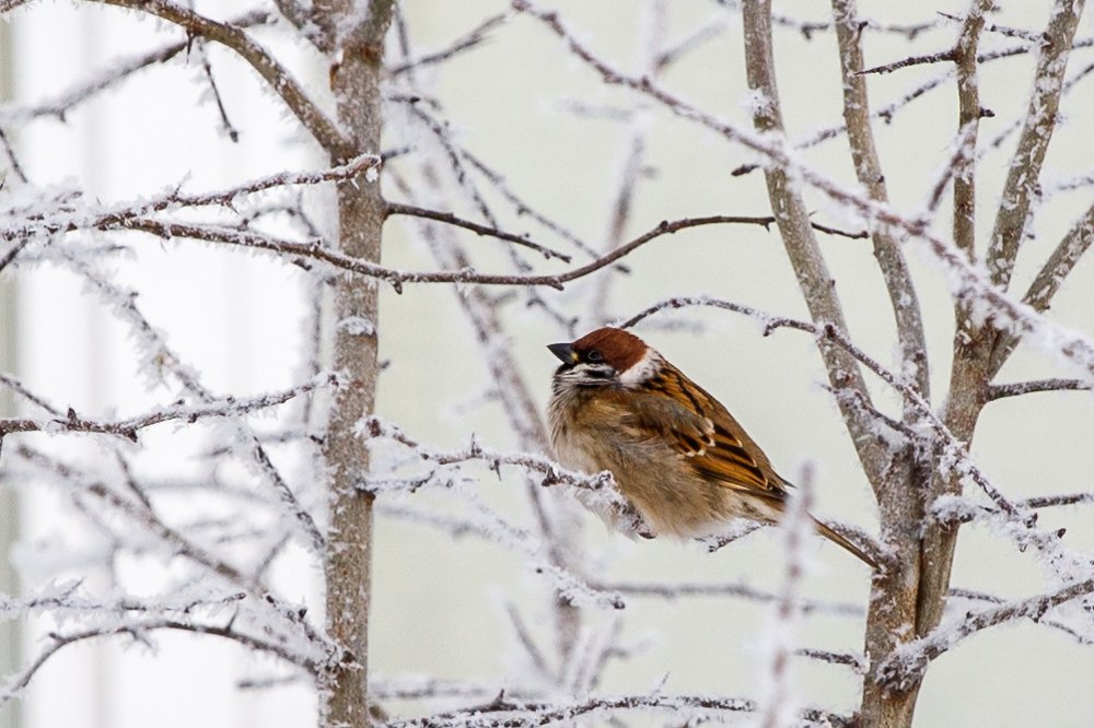 Фотография автора Гудкова Светлана