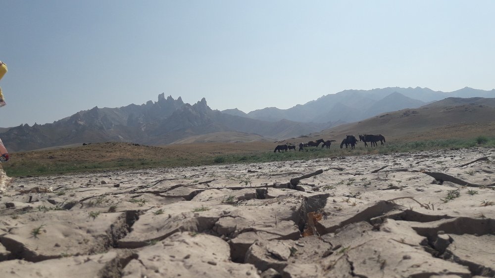 Desert, horses and mountain