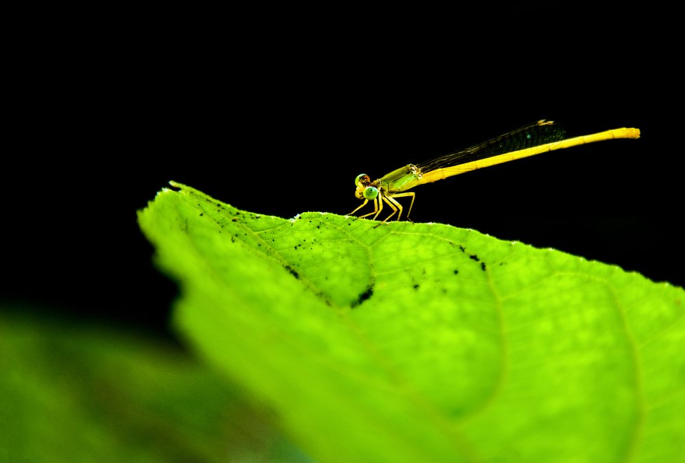 Photograph by Md. Sharif Uddin