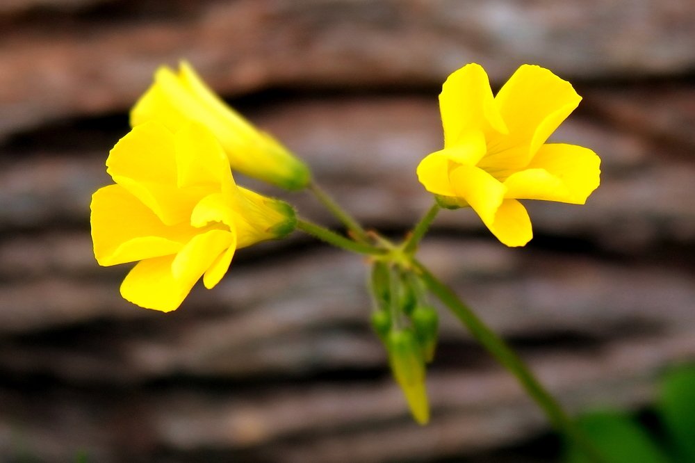 Фотография автора Kumar Pallav