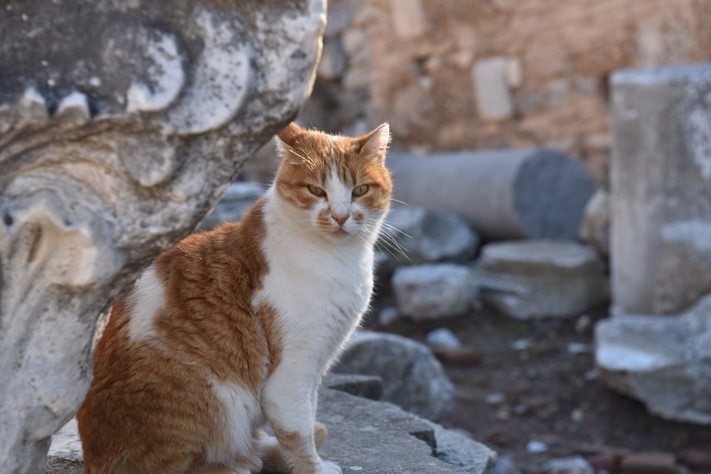 Photograph by Elif Energin