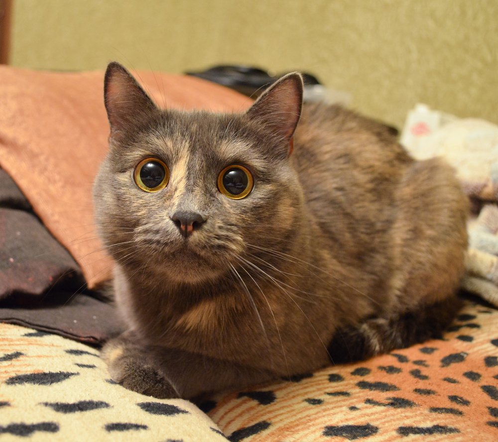 кошки