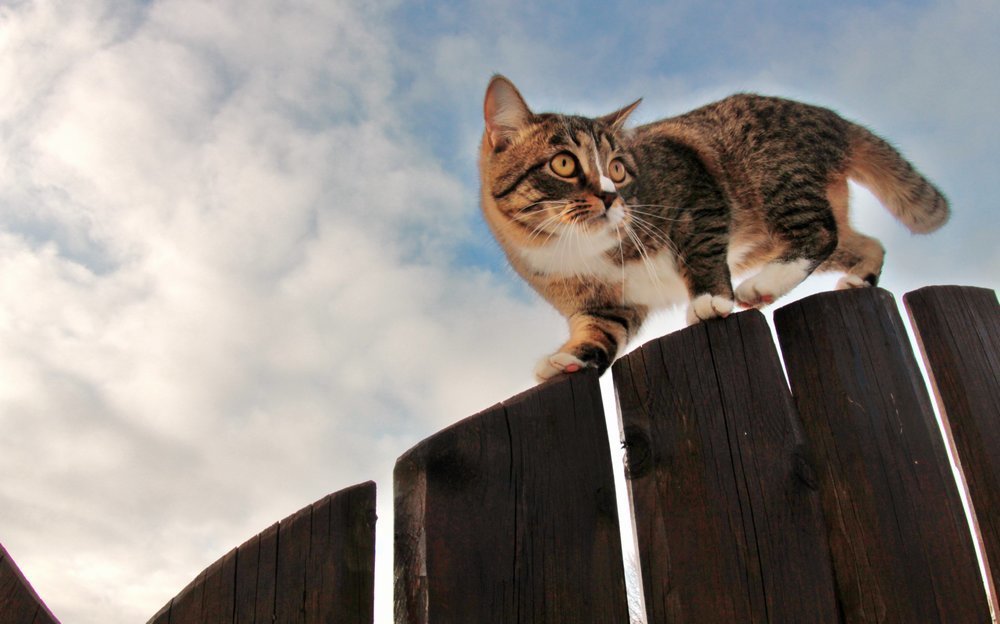 А Вам слабо ?!!!