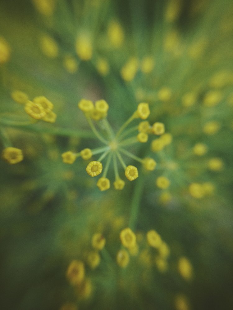 Укропные сети