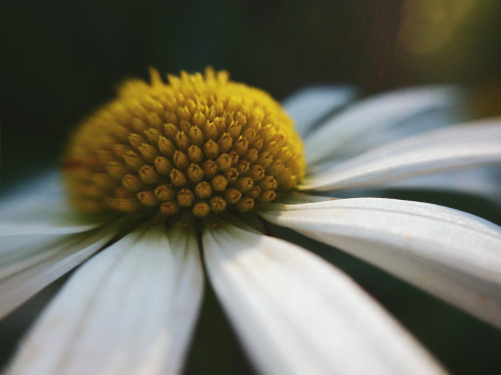 Цветочные лучи