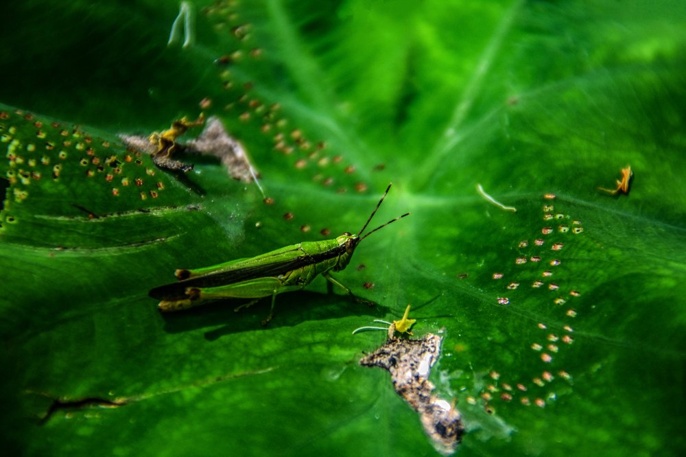 Photograph by Md. Sharif Uddin