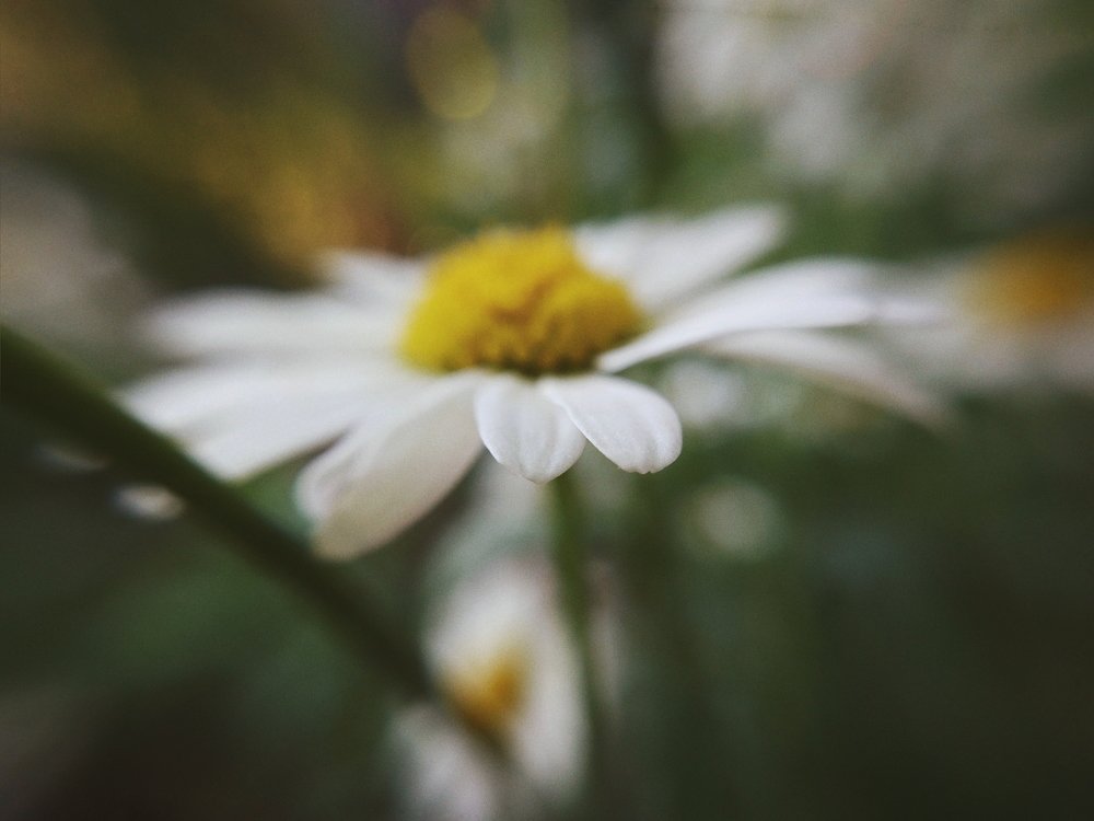 Цветочные лучи