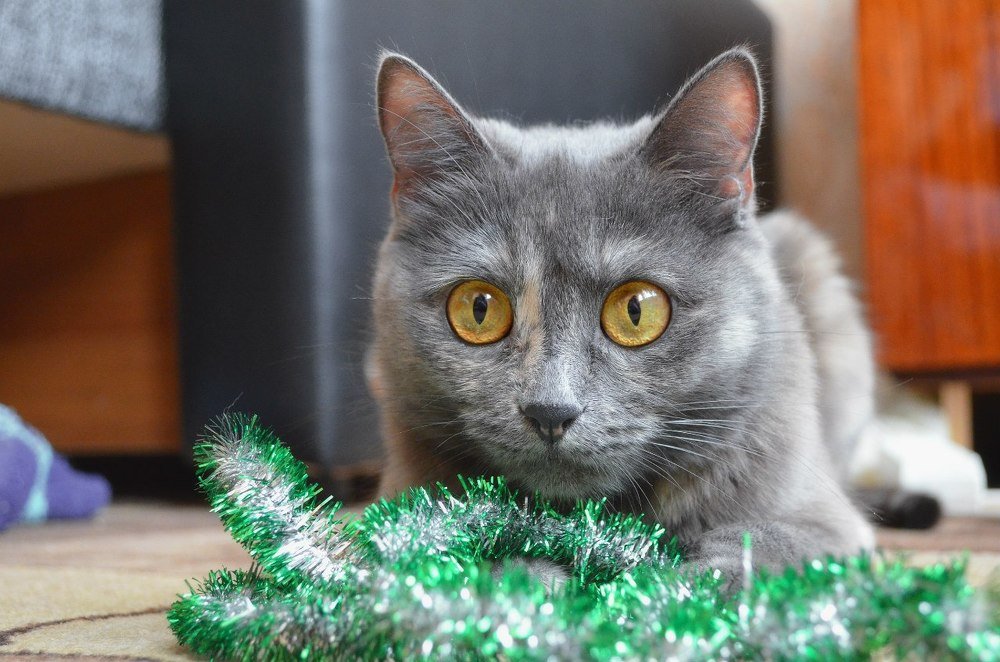 кошки