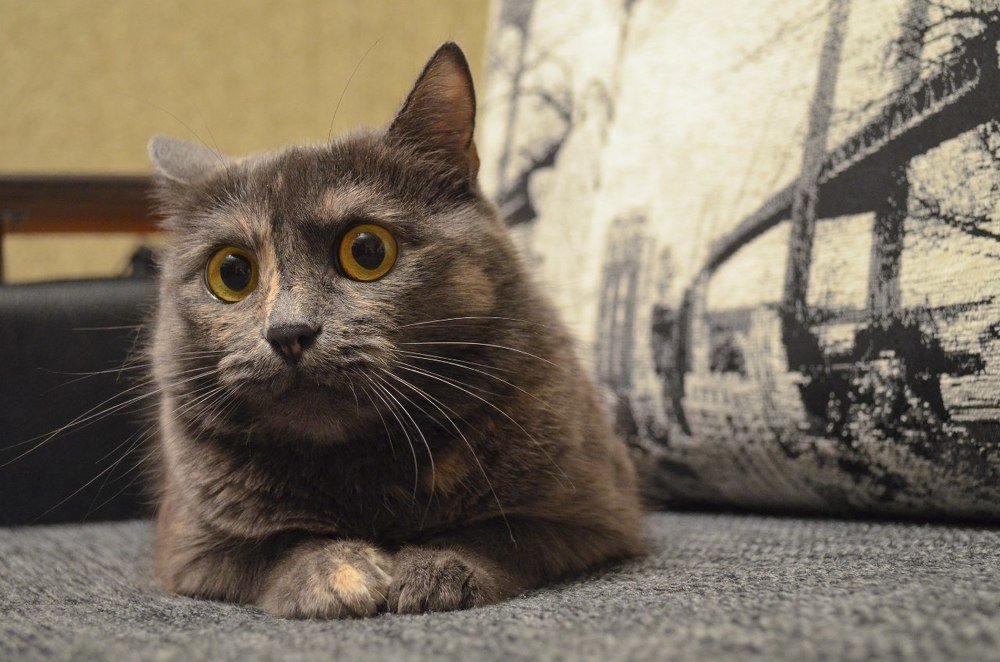 кошки