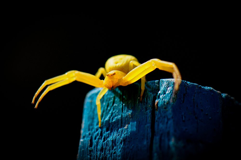 Желтый паук