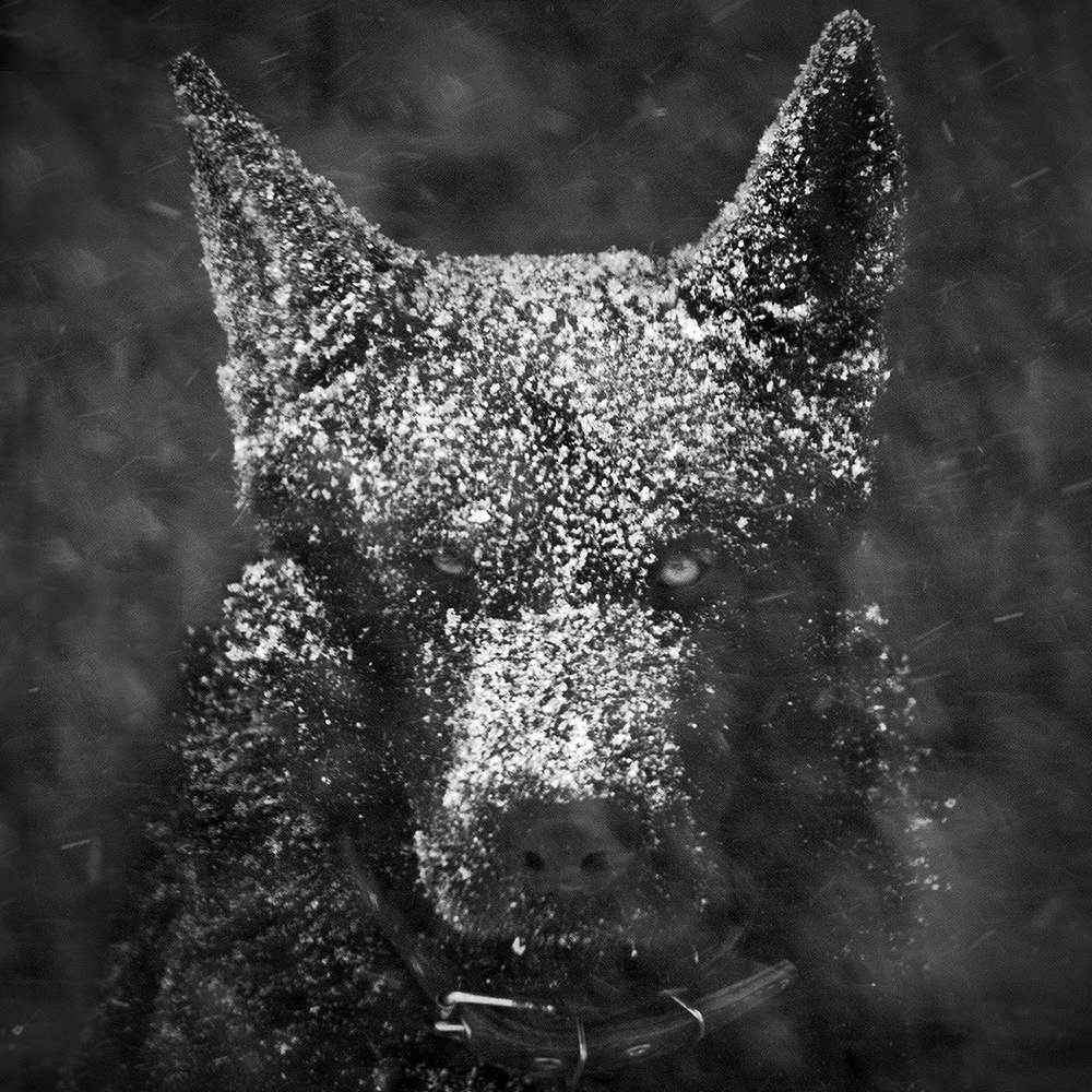 Photograph by Карякин Александр