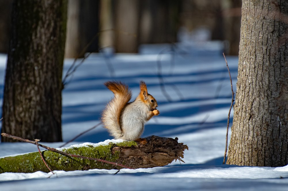 Ужин в зимнем лесу