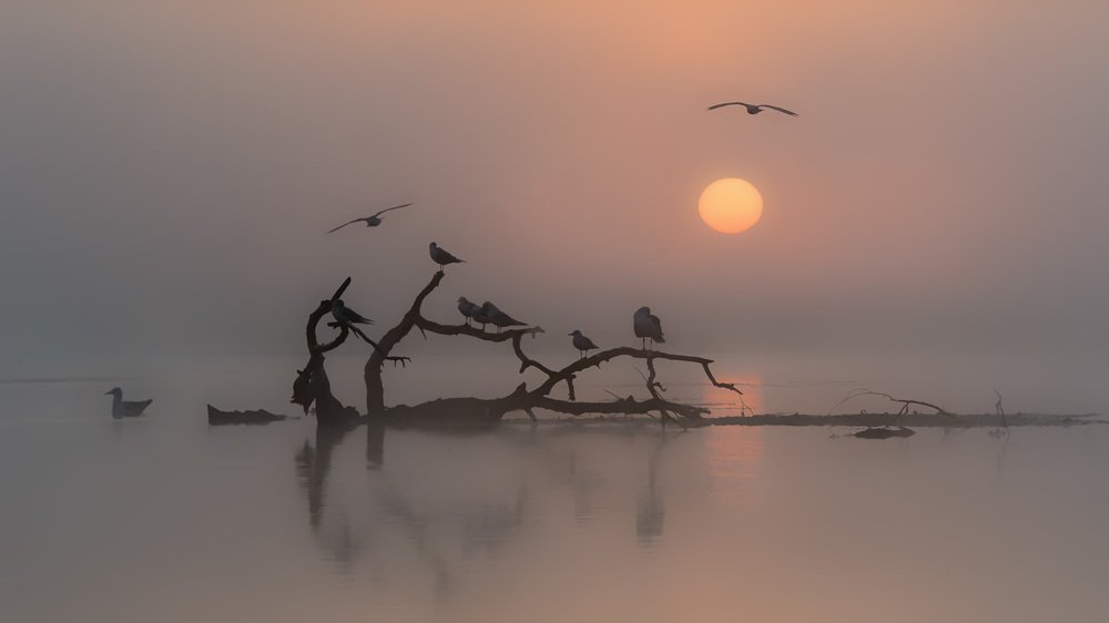 Photograph by Mircea Negulescu