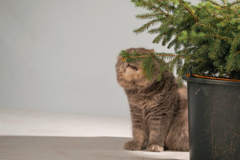 Photograph by Анастасия Безрокова