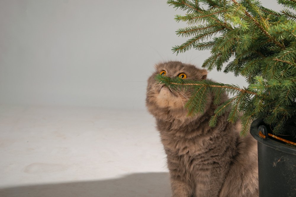 Photograph by Анастасия Безрокова