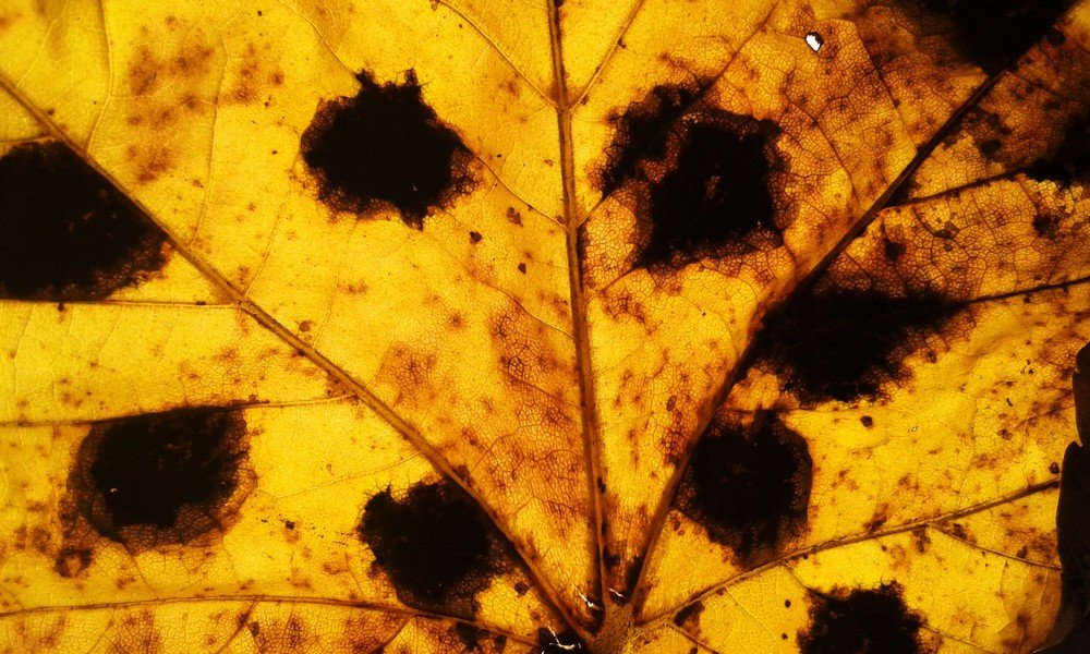 Photograph by Mikolaj Jackiewicz