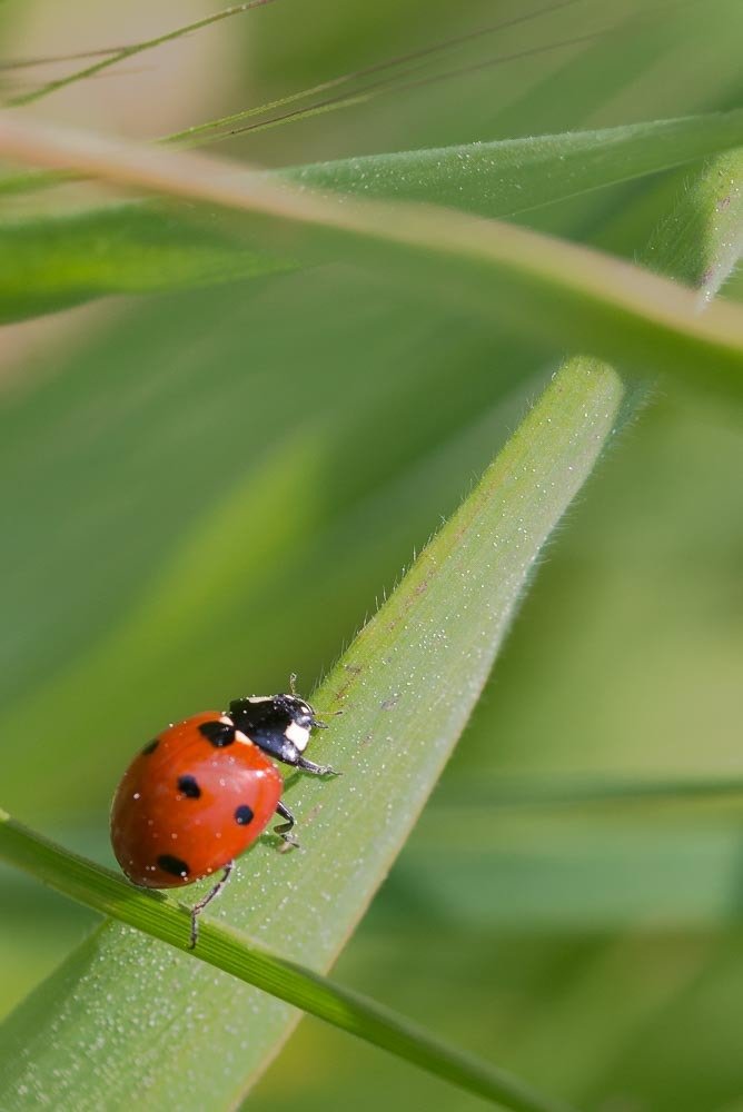 Photograph by António Vieira