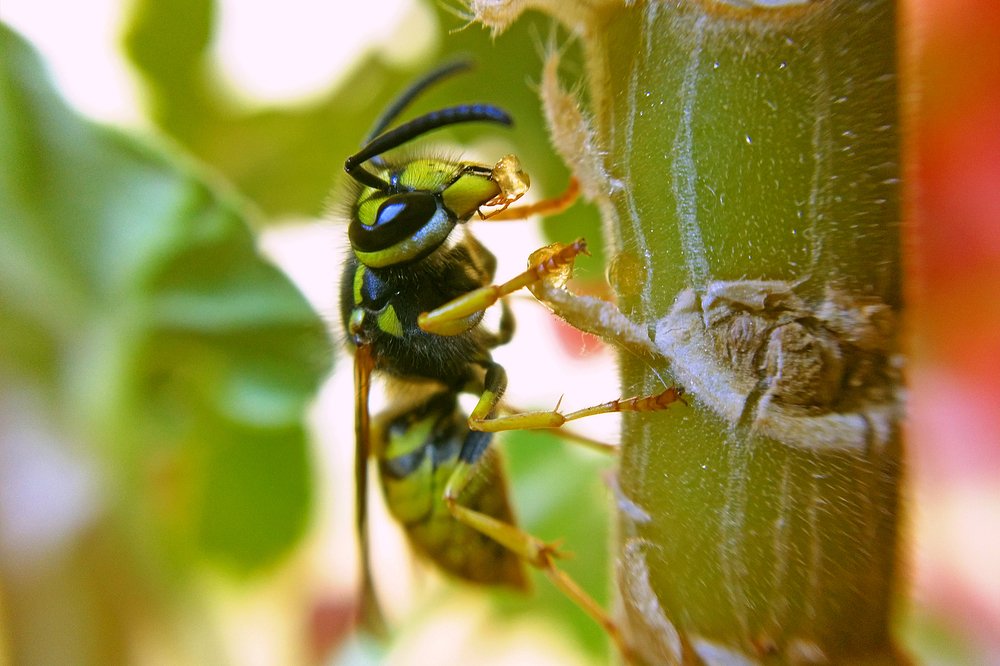 Сладкоежка (sweet tooth)