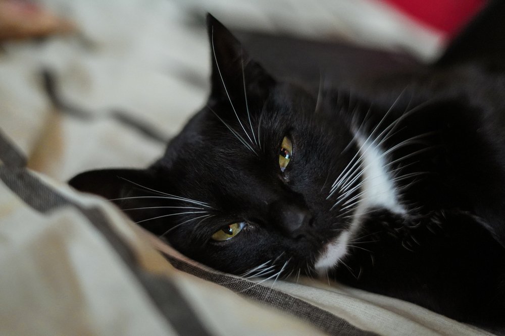 Jack