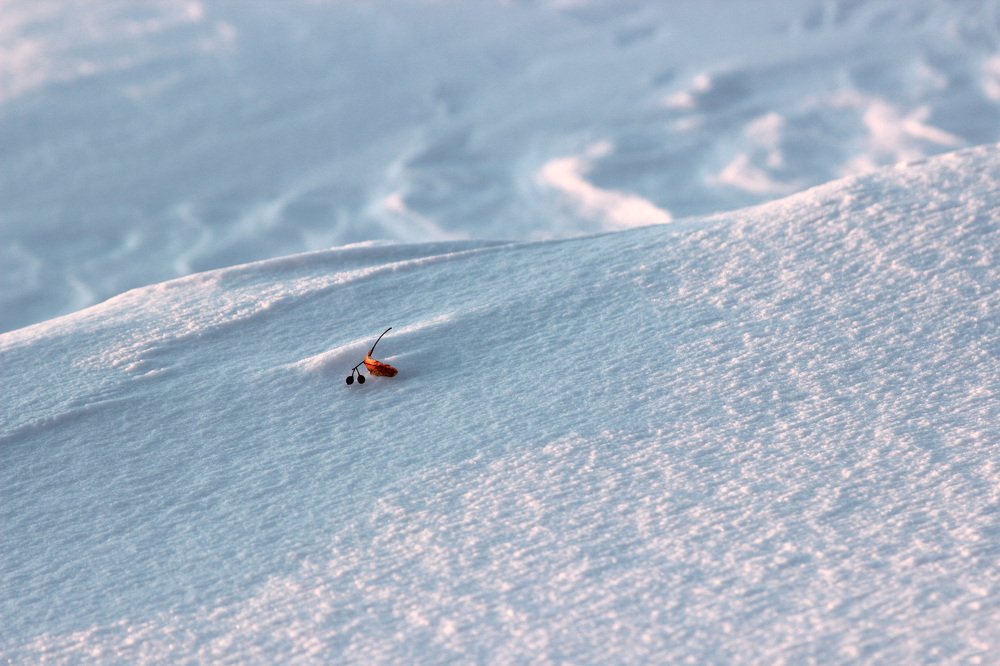 Photograph by Ольга