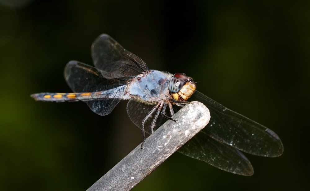 Фотография автора Rajkumar Anantha