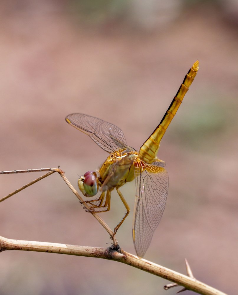 Фотография автора Rajkumar Anantha
