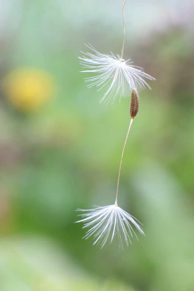 Дружба одуванчиков