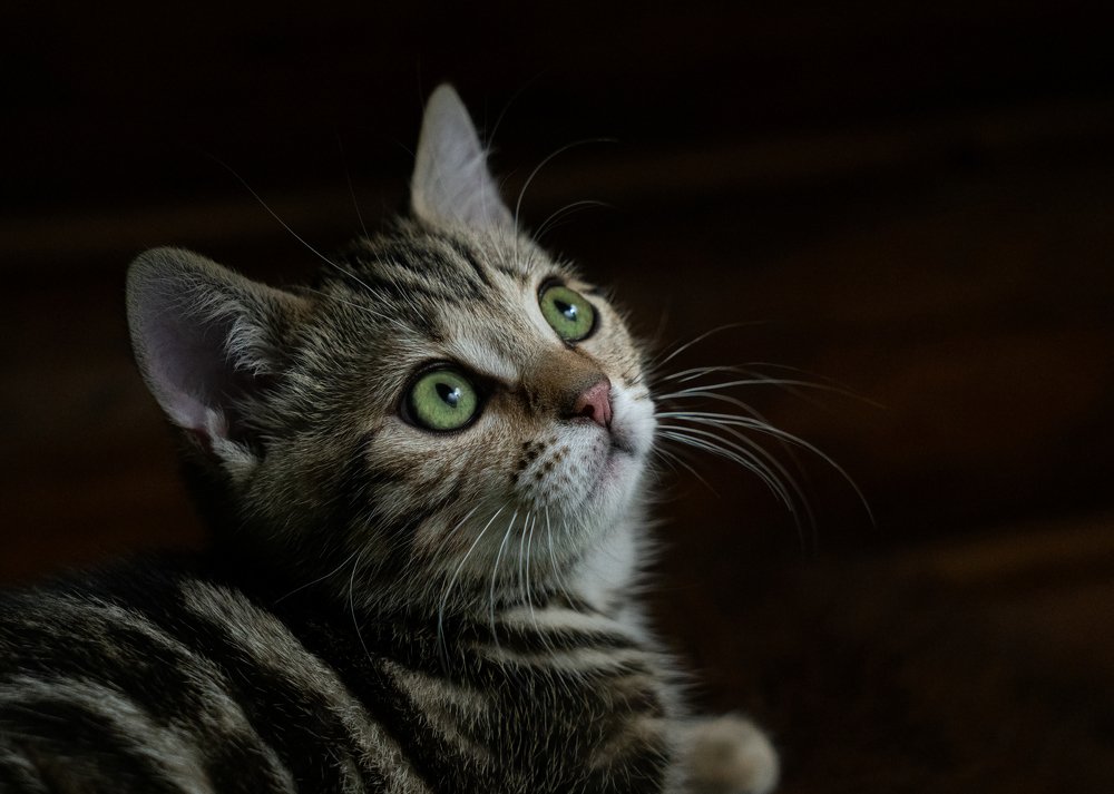 Фотография автора Татьяна Гореславец