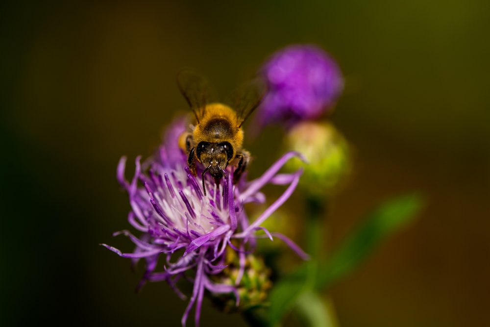 Photograph by Adrian Vladila