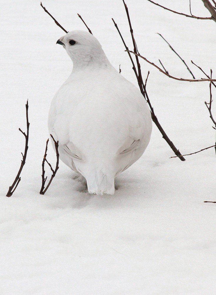 Photograph by Александр Велигура