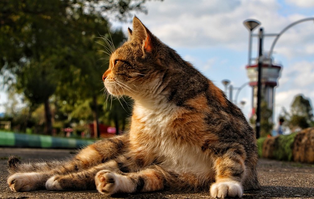 Photograph by  Abolfazl Mokhtari Hassan Abad