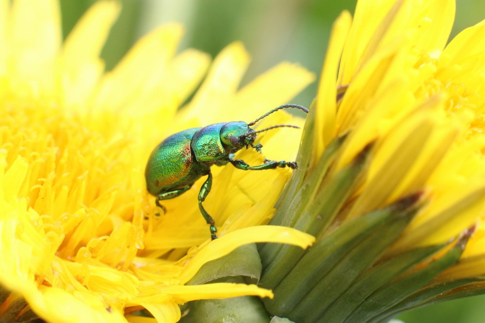 Глянцевый жук