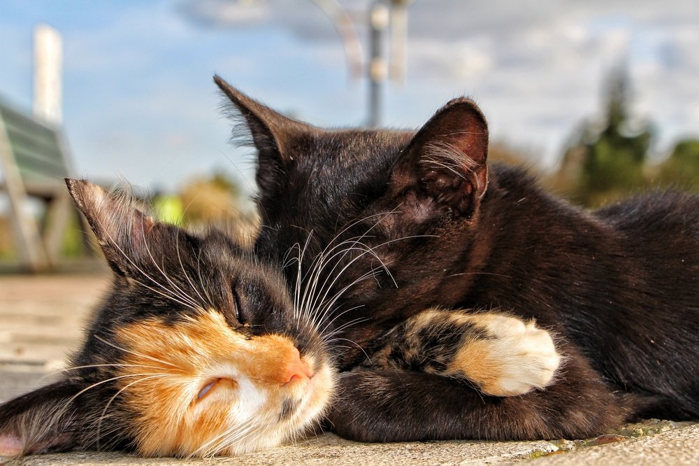 Photograph by  Abolfazl Mokhtari Hassan Abad