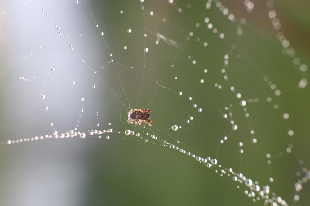 Паук и капельки