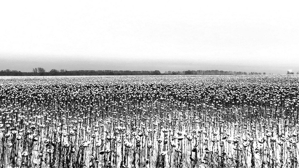 Photograph by Юлия