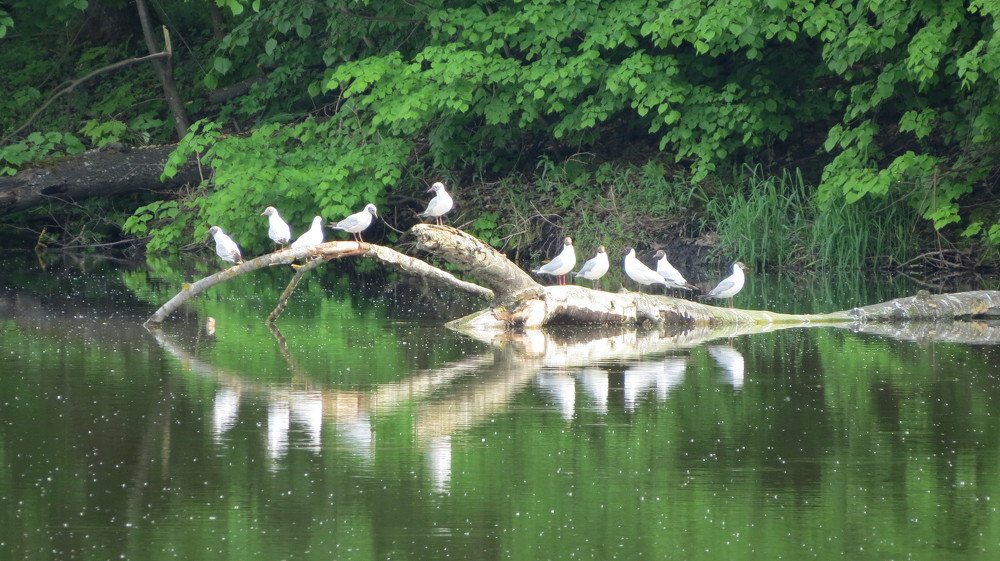 Совет чаек.