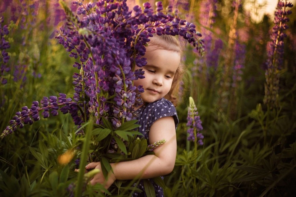 Бархатный цвет люпинов...