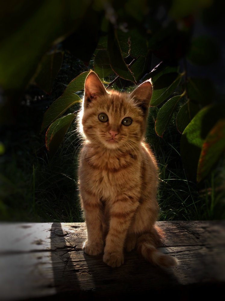 Photograph by Камила Рахматова