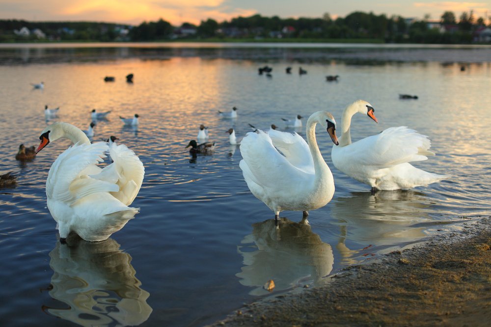 Лебединое озеро. Вечер.