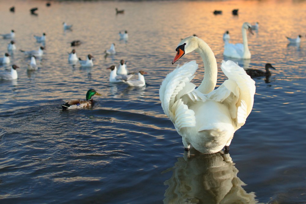 Лебединое озеро. Вечер.